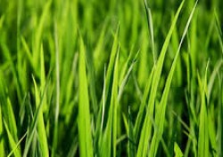 Зеленая трава, Германия, 10 мл