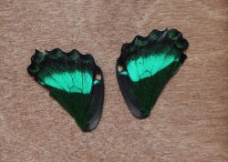 Крылья бабочки в коробочке под заливку смолой, арт. 1, 2 шт